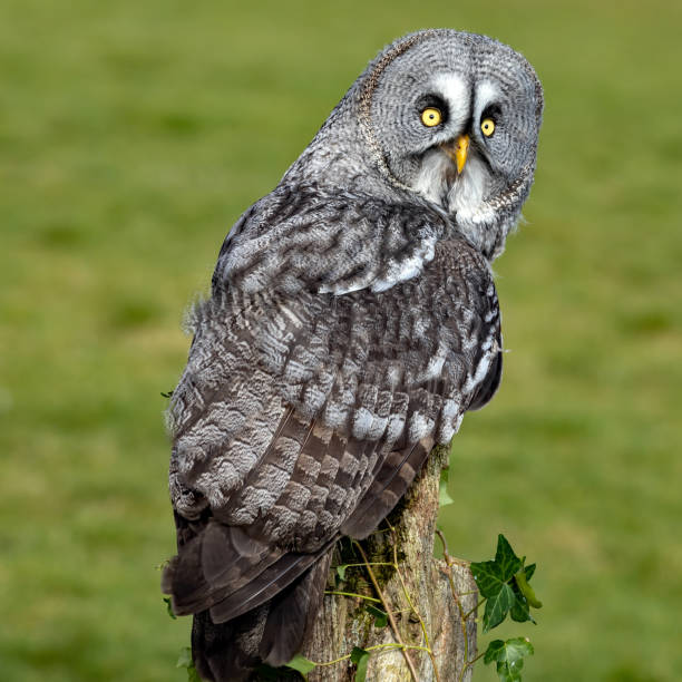 istock Great grey owl perched on an old tree stump against a green background 1467250659