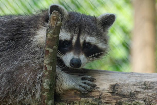 istock Closeup shot of a racoon on a tree against a blurred background 1467250788