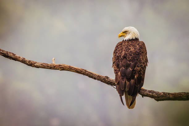istock Vertical closeup of a bald eagle seen from behind, perched on a branch of a tree 1467250868