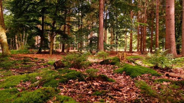 istock View of the forest and trees during the autumn. 1467250938