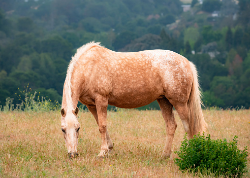 A side view of a cute brown horse grazing dry grass in the field