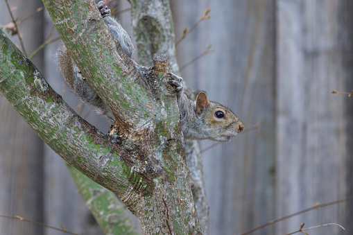 A closeup of the eastern gray squirrel, Sciurus carolinensis.