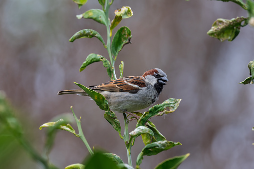 A closeup of a house sparrow on the tree