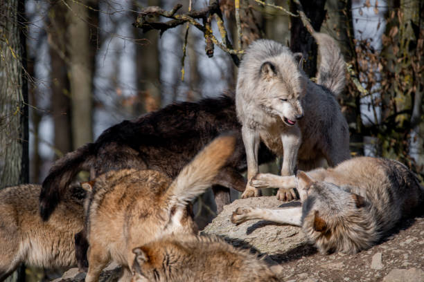 istock Group of wolves in wild park in Bavaria, Germay 1467251424