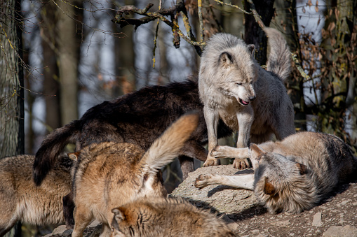 A group of wolves in wild park in Bavaria, Germay