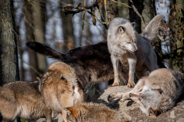 istock Group of wolves in wild park in Bavaria, Germay 1467251429
