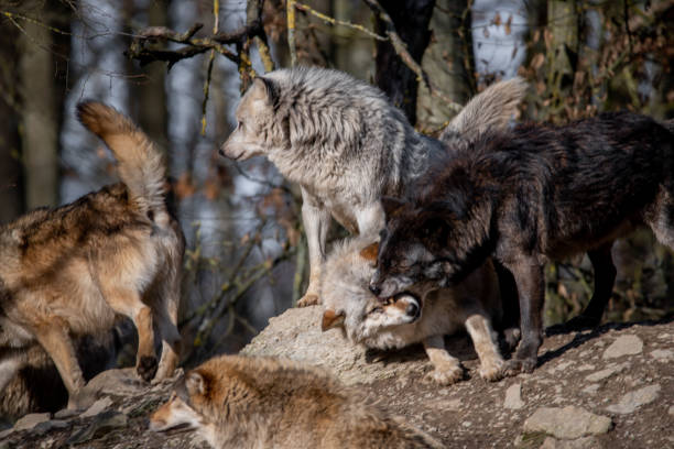 istock Group of wolves in wild park in Bavaria, Germay 1467251431