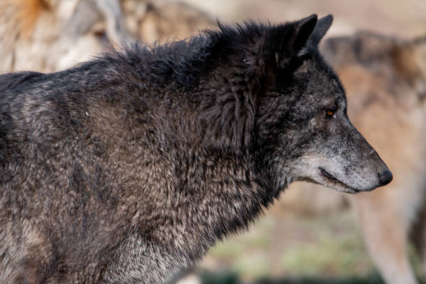 istock Gray wolf in wild park in Bavaria, Germany 1467251433