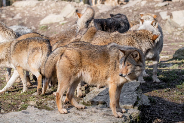 istock Group of wolves in wild park in Bavaria, Germay 1467251437
