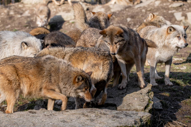 istock Group of wolves in wild park in Bavaria, Germay 1467251439