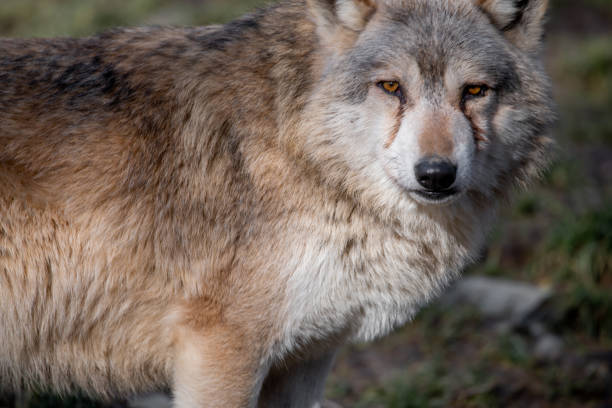 istock Closeup of a wolf in a forest in Germany 1467251441