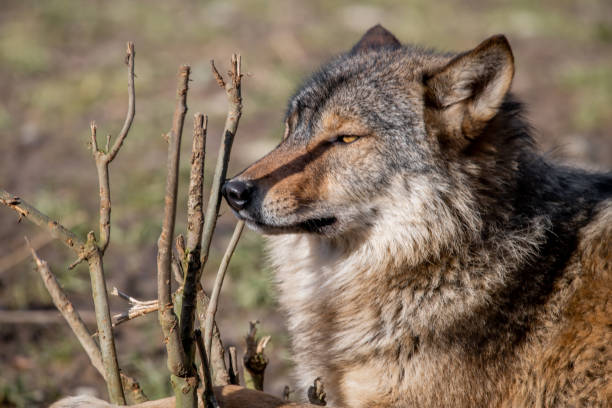 istock Closeup of a wolf in a forest in Germany 1467251443