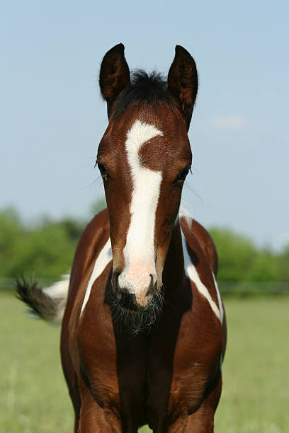 istock Nice Paint Horse Filly 146725146