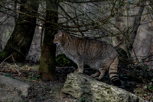 A closeup of a wild cat hunting in wildpark in Bavaria, Germany