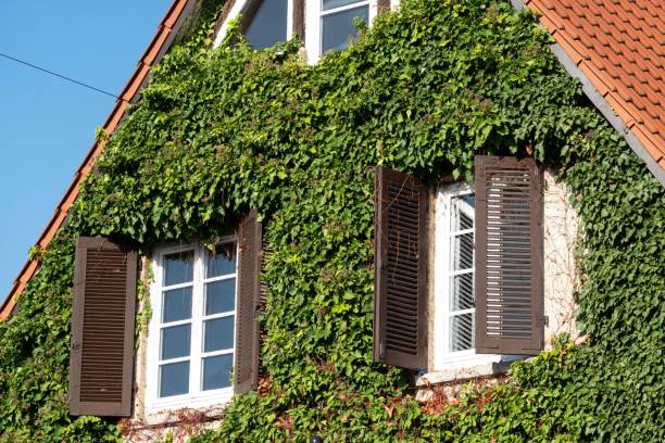 istock Vertical shot of windows on an overgrown building 1467251488