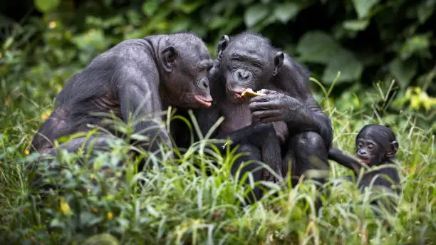 The bonobo chimpanzees in the wilderness in Democratic Republic of the Congo