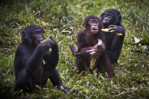 A group of baby bonobo monkeys eating and playing in the Democratic Republic of the Congo