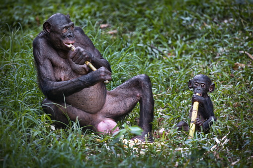 A mother and baby bonobo monkeys eating on a field in the Democratic Republic of the Congo