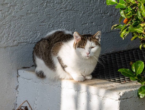 A closeup of a cat sitting near a wall outside