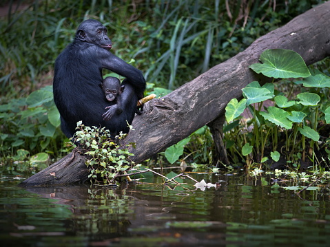Madre mono bonobo y un bebé sentado en una rama cerca de un lago en la República Democrática del Congo photo