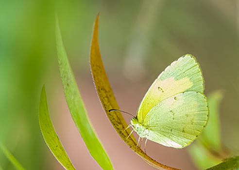 Beautiful butterfly and spring background. Horizontal composition with copy space.
