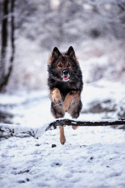 istock Purebred dogs German Shepherd and Border Collie 1467251939