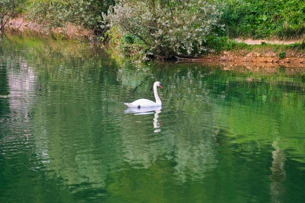istock White swan swimming in a lake 1467252094