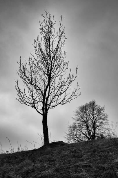 istock View of trees under the cloudy sky in black and white. 1467252168