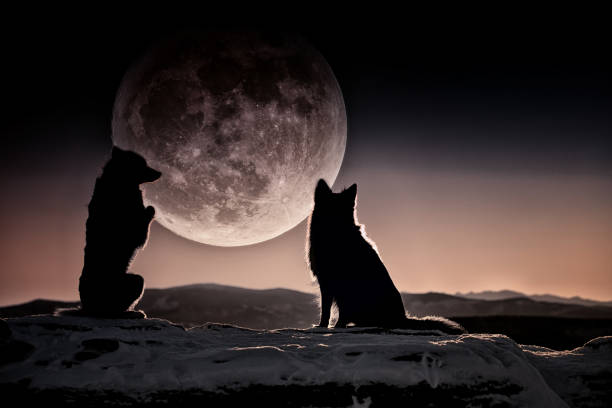 istock Purebred dogs German Shepherd and Border Collie 1467252628