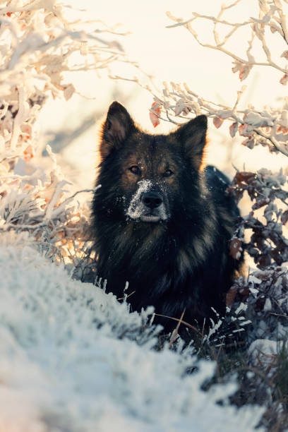 istock Purebred dogs German Shepherd and Border Collie 1467252631