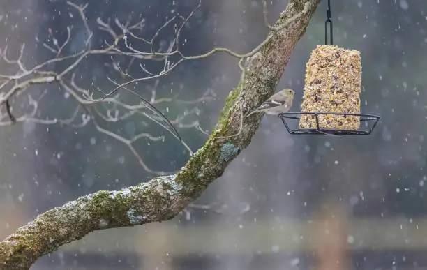 A brightly colored bird feeder suspended from a bare tree branch against a backdrop of falling snow