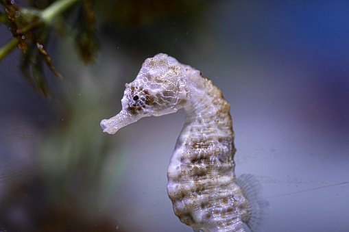A closeup shot of a beautiful seahorse on the blurry background