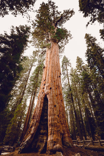 istock Low angle shot of trees growing in the beautiful forest 1467252914