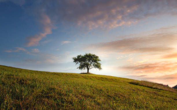 istock Landscape with a lonely green tree on a hill on blue cloudy sly background 1467252946