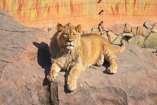 A lion relaxing on a rock in the zoo
