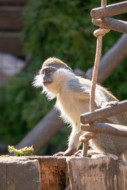 istock Closeup shot of green monkeys 1467253265