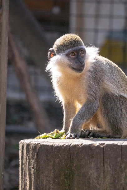 istock Closeup shot of green monkeys 1467253284