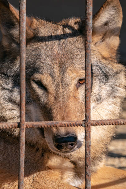 istock Selective focus shot of a wolf (Canis lupus) in the zoo 1467253341
