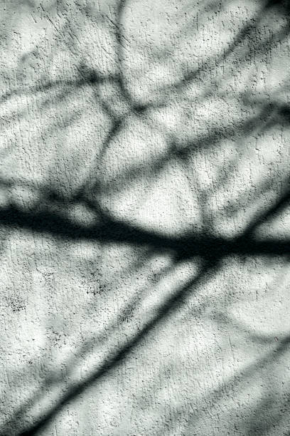 istock Vertical shot of shadows of leafless trees on an asphalt surface 1467253359