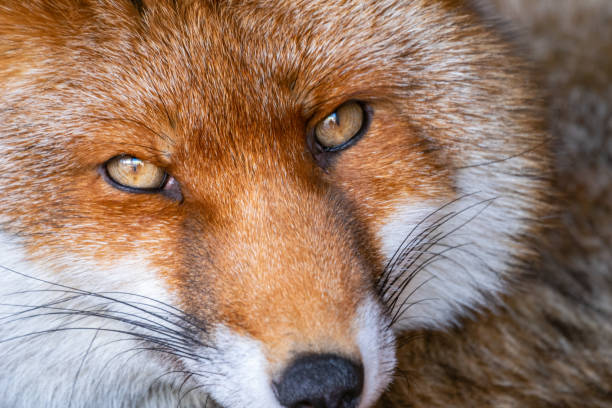 istock Selective focus shot of a red fox in the zoo 1467253364