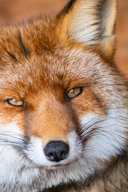 istock Selective focus shot of a red fox in the zoo 1467253365