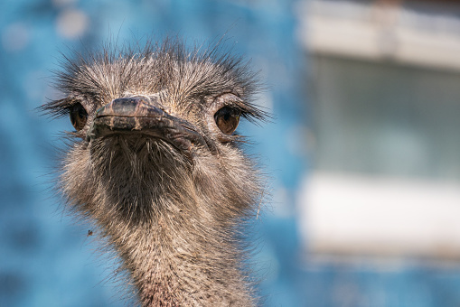 A selective focus shot of an ostrich (Struthio camelus) in the zoo