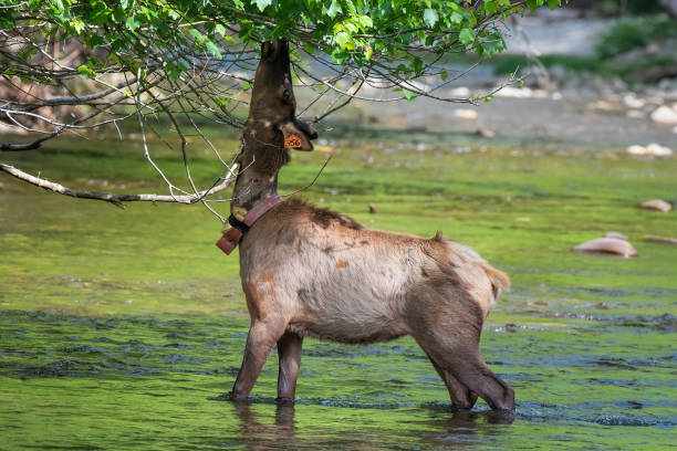 istock Closeup shot of a deer eats leaves in a forest 1467253550