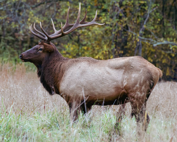 istock Closeup shot of a deer in a forest 1467253768
