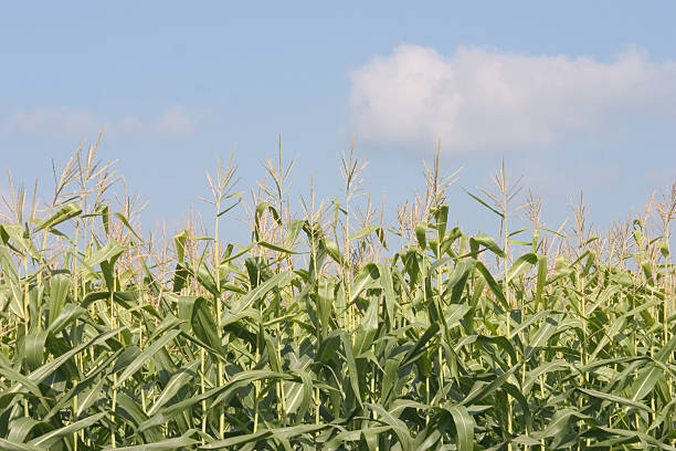 corn field 3 stock photo