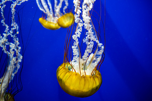 Yellow jellyfish floating underwater, Georgia Aquarium, Atlanta, USA