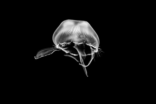 The Pacific sea nettle (Chrysaora fuscescens), or West Coast sea nettle, is a widespread planktonic scyphozoan cnidarianor medusa, jellyfish or jellythat lives in the northeastern Pacific Ocean.