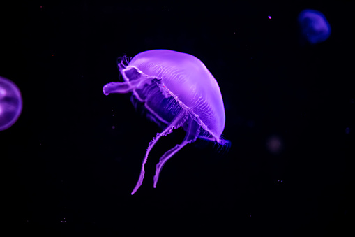 Purple jellyfish glowing underwater, Georgia Aquarium, Atlanta, USA