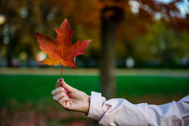 istock Red maple leaf in a female hand 1467254660