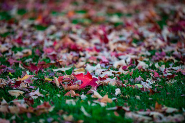 Dry maple leaves covering the ground in the park. Fall colors